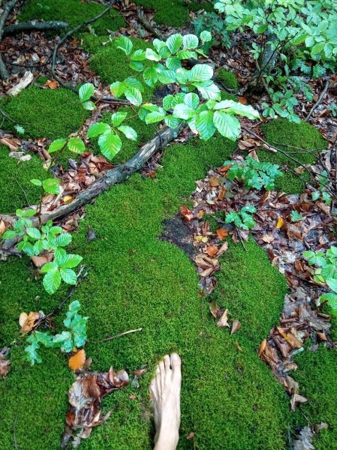 ゴルニ・ミラノヴァツ Skriveni Rajゲストハウス エクステリア 写真
