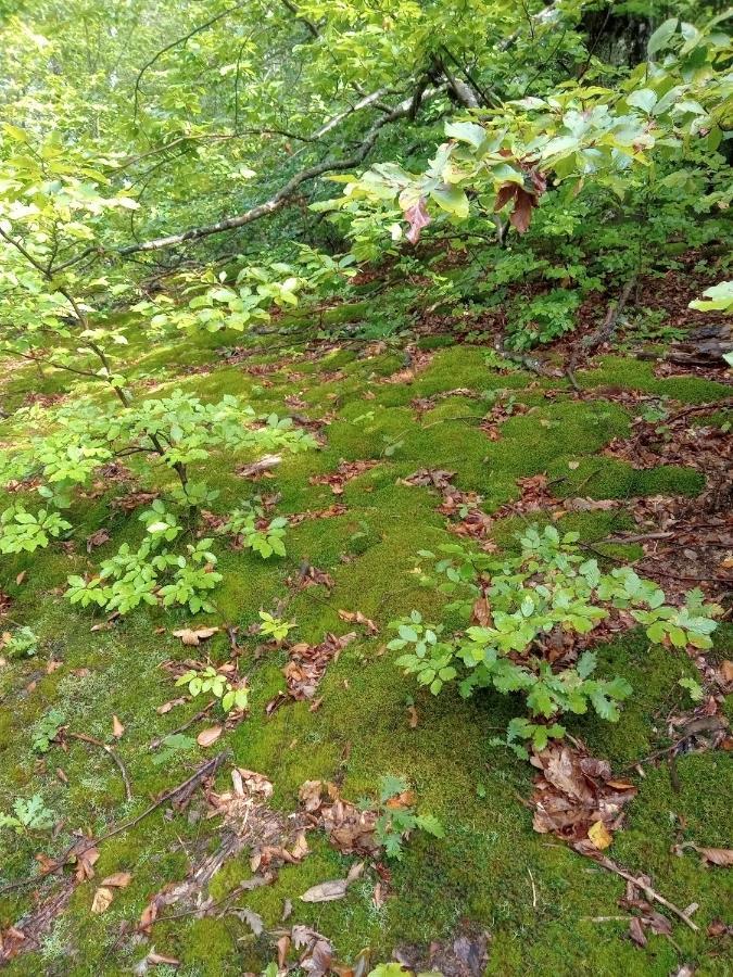ゴルニ・ミラノヴァツ Skriveni Rajゲストハウス エクステリア 写真