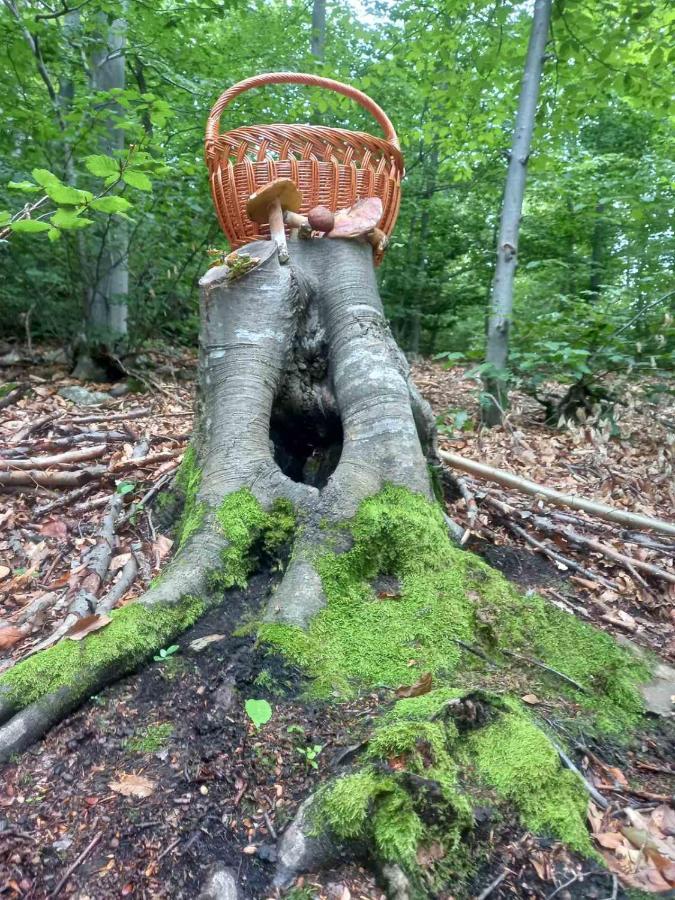 ゴルニ・ミラノヴァツ Skriveni Rajゲストハウス エクステリア 写真